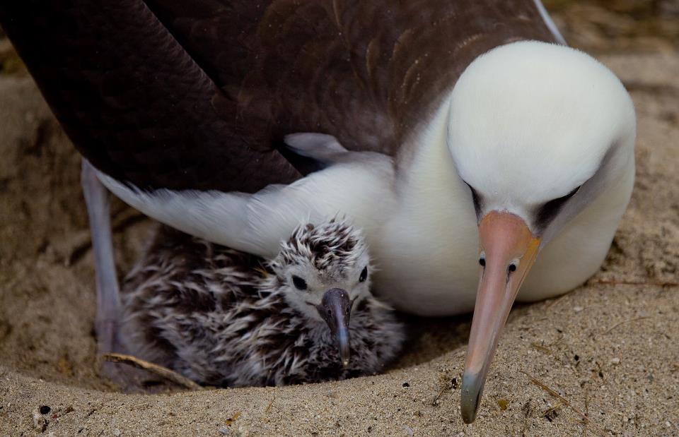 albatrosse_foto_by_jan_vozenilek