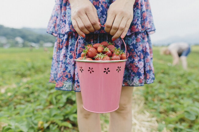 Woman with a bucket of strawberries on the farm