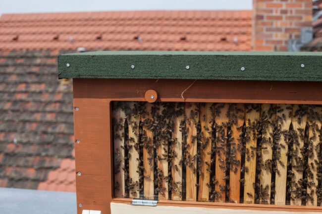 stadtbienen_bienenbox